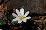 Bloodroot